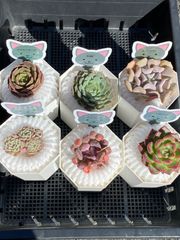 多肉植物 6苗セット‼️