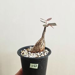 S㉒〚フィランサス・ミラビリス〛Phyllanthus Mirabilis 塊根植物 コーデックス ポット発送