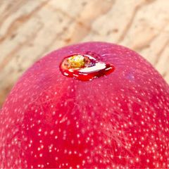 宮崎県産 完熟ミニマンゴー 詰め合わせ 訳あり 2kg チルド便