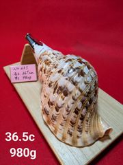 ＮＯ−４７ＳＲ 法螺貝、ホラ貝、和楽器、修験道 NO−47SR 法螺貝、ホラ貝、和楽器、修験道