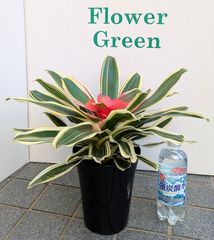 ネオレゲリア　ネオゲリア　カロリナエ　フランドリア　観葉植物　６号　室内グリーン
