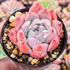 多肉植物24個 1003-D218 ピンクハニー エケベリア カット苗  : ！！多肉植物 ピンクハニー #ＰＨ 韓国苗 美苗 農園直売