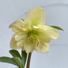 クリスマスローズ　開花株　3.5号ラベル苗　【個体番号A-10】