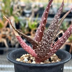 アロエ リカルドシアエ Aloe richardsiae var. richardsiae 球根アロエ - メルカリ