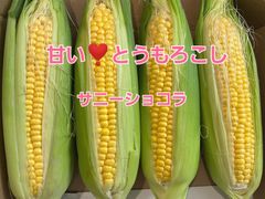 甘い❣️とうもろこしサニーショコラコンパクト発送