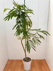 光触媒 人工観葉植物 ウォールグかリーン フェイクグリーン