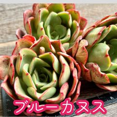 ☆多肉植物 プリティウーマン エケベリア 韓国苗☆ - メルカリ