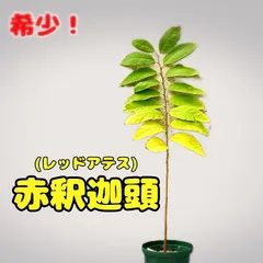 2025年最新】釈迦頭 苗の人気アイテム - メルカリ