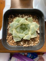 g50 アデニウム ドワーフ タコ足 塊根植物 コーデックス アラビカム アデニウム アラビアカム ドワーフ 鉢付き 塊根植物 コーデック
