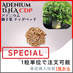 【種子】アデニウム 獅子葉 CDP / セット割あり 数量1粒から購入OK