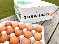 【黒麴・50個】オレンジ色が鮮やか🎵濃厚な黄身、黒麹育ちの赤たまご50個