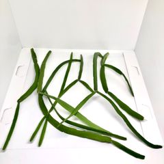 リプサリス キルベルギー カット挿し穂苗 大小7本