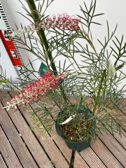 グレビレア　キングス•セレブレーション グレビレア・キングスセレブレーション| 種・苗・ガーデニング