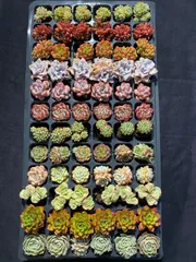 2025年最新】多肉植物 韓国苗 セットの人気アイテム - メルカリ