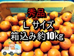 4、温州みかん 樹熟大坊みかん、秀品(贈答品同様)10kg 予約】 産地厳選 国産 みかん 温州みかん 10kg (秀品/S-2L/常温