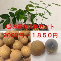 ポポー苗3鉢 3鉢2400円→1650円 幻のフルーツ、森のカスタードクリーム