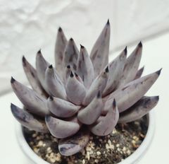 エケベリア 原種 ウングイクラタ ジャウジャル unguiculata jaujal　ケーレス実生苗　月曜or火曜日発送