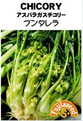 ＜野菜の種＞アスパラガスチコリー　プンタレラ　0.5ｍｌ　約150粒