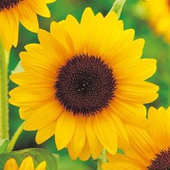 【花の種】３０粒　ヒマワリ　サンリッチオレンジ５０　ビタミンカラー