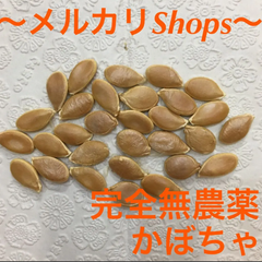 完全無農薬栽培 かぼちゃの種 野菜の種