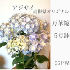 母の日　島根県オリジナルアジサイ　紫陽花　万華鏡　5号鉢　鉢植え　苗・苗木