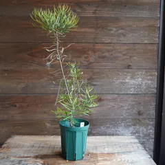 2025年最新】バンクシア ヘアピンの人気アイテム - メルカリ