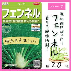 【ハーブの種】「フェンネル」の種２０粒～お魚料理によく似合う。株元も召しあがれ★