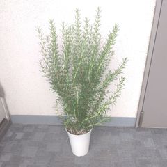 現品】フィカス・ベンガレンシス曲がり ゴムの木 樹形綺麗◎ 幹太◎ 高