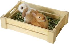 Item thumbnail for item 22756679-0a3b-40cf-add5-7ec7d63eae9e