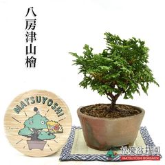 盆栽 八房津山檜 ミニ盆栽 （ひのき） 鉢はお任せ 室内にも  bonsai