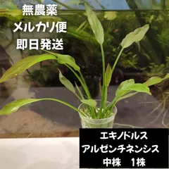 エキノドルス アルゼンチネンシス　中株1株のサムネイル
