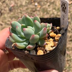 ブルーエルフ　抜き苗　多肉植物　モフ多肉