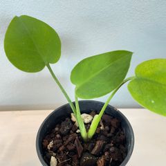 【希少】 モンステラ デリシオーサ コンパクタ monstera deliciousa compacta