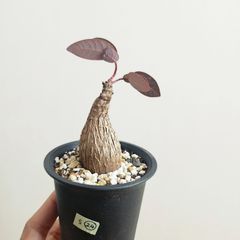 S㉔〚フィランサス・ミラビリス〛Phyllanthus Mirabilis 塊根植物 コーデックス ポット発送