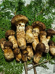 岩手県 岩泉産 ブランド松茸 訳あり 岩手県 岩泉産 ブランド松茸 訳あり