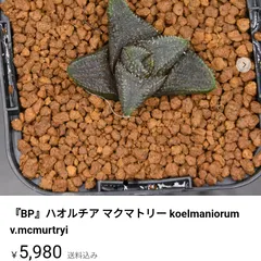 2025年最新】スカブラ ハオルチアの人気アイテム - メルカリ 2025年最新】スカブラ ハオルチアの人気アイテム - メルカリ