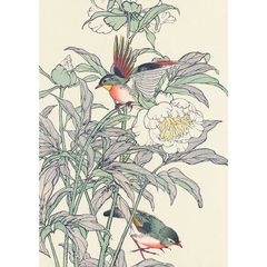 A4サイズ 今尾景年 ポスター 花鳥画譜夏之部 芍薬・ソウシチョウ
