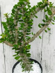 アローディア・プロセラ（Alluaudia procera）