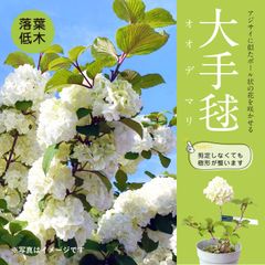 オオデマリ