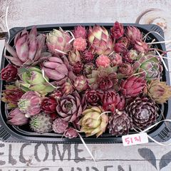 センペルビウム寄せ植えset♡5131