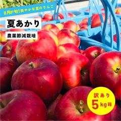 8月収穫の希少な夏リンゴ「夏あかり5キロ箱訳あり品」 農林水産大臣賞 夏リンゴ 信州産 産地直送 長野県限定