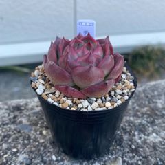 多肉植物 エケベリア ディープレッド