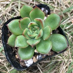 アイスエイジ　抜き苗　多肉植物　モフ多肉