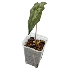 2026年最新】アロカシア ノビリスの人気アイテム - メルカリ