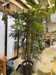 アラレア・グリーンエレガンス　尺鉢　引き取り限定商品　インテリア　グリーン　観葉植物　おしゃれ　引き取り限定