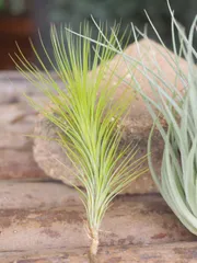 細い葉っぱがかわいいフンキアーナグリーン　チランジア　Tillandsia エアプランツのサムネイル