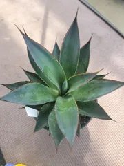 【激レア】アガベ　ブルーグロー シルバー レッドエッジ 色鮮やかなレッドライン Agave Blue Glow｜ブルーグロウ