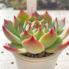 コロラータ　多肉植物　エケベリア