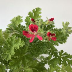 ハーブゼラニウム　ヘーゼルナッツ　3.5号　自家栽培　希少品種　観葉植物　蚊連草