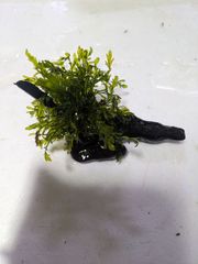 一点物　ボルビティスspギニアナロー　付き流木　④